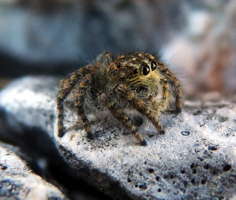 Identificazione Salticidae